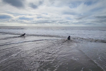 San Clemente del Tuyú, Argentina.- In the photos taken on June 1, 2023, two juvenile sea lions and a sea elephant were returned to the sea in the seaside resort of San Clemente del Tuyú, after receiving rehabilitation treatments for injuries they had when they were found with sharp lacerations caused by a plastic strap, an element commonly used for industrial packaging, according to the Fundación Mundo Marino.