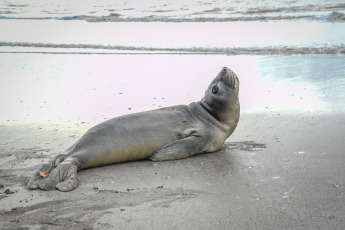 San Clemente del Tuyú, Argentina.- In the photos taken on June 1, 2023, two juvenile sea lions and a sea elephant were returned to the sea in the seaside resort of San Clemente del Tuyú, after receiving rehabilitation treatments for injuries they had when they were found with sharp lacerations caused by a plastic strap, an element commonly used for industrial packaging, according to the Fundación Mundo Marino.