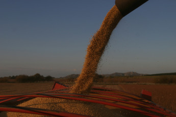 Santa Fe, Argentina.- In the photos taken on June 5, 2023, it shows a soybean field on a farm in the north of the country, after the worst drought Argentina has faced in 60 years. As the weeks go by, the effects of the historic drought that Argentina suffered continue to deepen in each of the links that make up the Argentine agro-industrial chain, especially with regard to the export sector. The Government, through the Ministry of Agriculture, projected that this year the exportable balance will be reduced by 42.8% to almost 55.6 million tons.