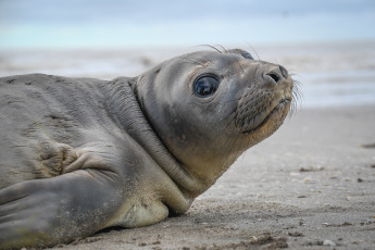San Clemente del Tuyú, Argentina.- In the photos taken on June 1, 2023, two juvenile sea lions and a sea elephant were returned to the sea in the seaside resort of San Clemente del Tuyú, after receiving rehabilitation treatments for injuries they had when they were found with sharp lacerations caused by a plastic strap, an element commonly used for industrial packaging, according to the Fundación Mundo Marino.