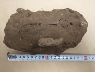 Buenos Aires, Argentina.- In the photos released on July 3, 2023, it shows the most complete fossil woodpecker specimen in South America, after being found in San Pedro, about 170 kilometers north of the city of Buenos Aires. It is believed that its antiquity "is more than 200,000 years old," according to the Paleontological Museum of that city.