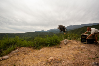La Rioja, Argentina.- In the photos taken on February 21, 2024, the Municipality of La Rioja released a crowned eagle in conjunction with the Ministry of Environment of the Province at the Mirador del Águila in the Cantadero Protected area. The bird had been seized in a home and lacked legal documentation according to the CITES agreement - Convention on International Trade in Endangered Species of Wild Fauna and Flora -, so it was intervened and subsequently transferred to the Recovery Center. of Wildlife of La Rioja 'La Fombera' for their care.