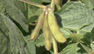 Plantas de soja en campo agrícola de Argentina